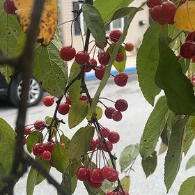 Photo of the plant species Sour Cherry by @UpbeatIceplant named Elina on Greg, the plant care app