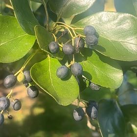 Photo of the plant species Roundleaf Greenbrier by @UpbeatIceplant named Sage on Greg, the plant care app