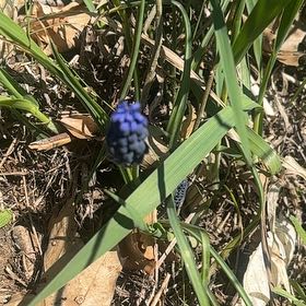 Photo of the plant species Common Grape Hyacinth by @UpbeatIceplant named Sigmund on Greg, the plant care app