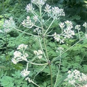 Photo of the plant species Water Dropwort by @UpbeatIceplant named Baesil on Greg, the plant care app