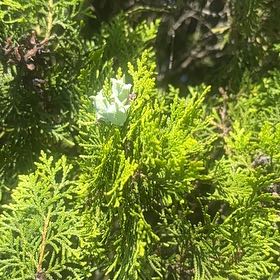 Photo of the plant species Oriental Arborvitae by @UpbeatIceplant named Sherlock on Greg, the plant care app