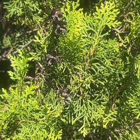 Photo of the plant species Oriental Arborvitae by @UpbeatIceplant named Morgan Treeman on Greg, the plant care app