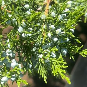 Photo of the plant species Rock Juniper by @UpbeatIceplant named Surya on Greg, the plant care app