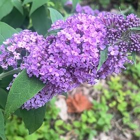 Photo of the plant species Orange Eye by @UpbeatIceplant named Athena on Greg, the plant care app