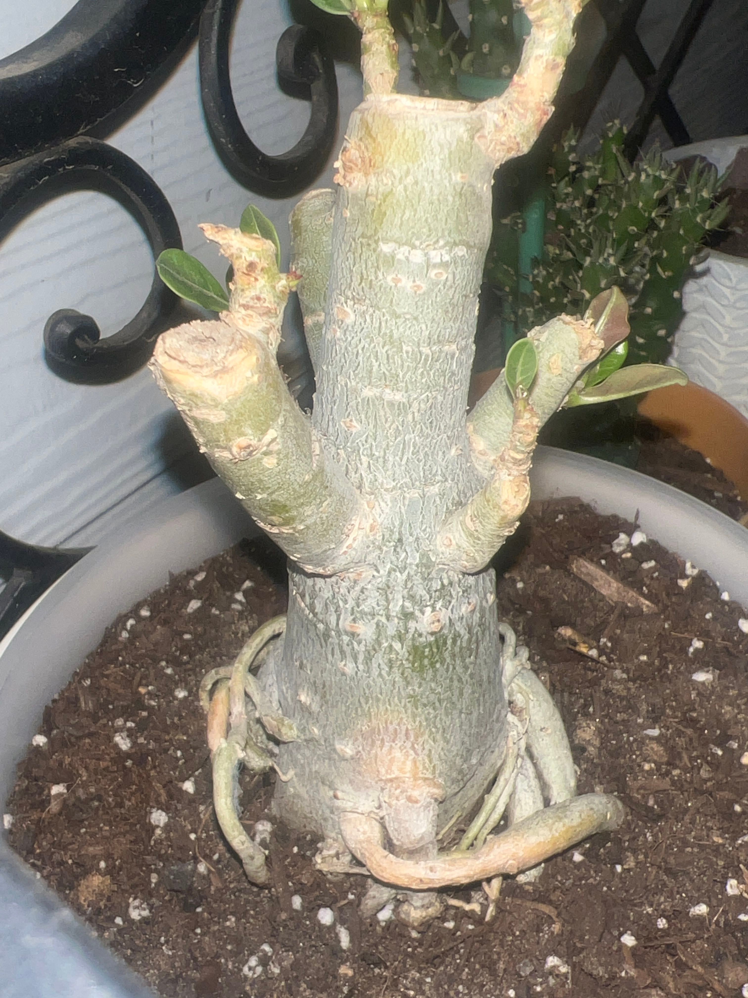 Blue Adenium How Much Water & Light Does it Need to Thrive?