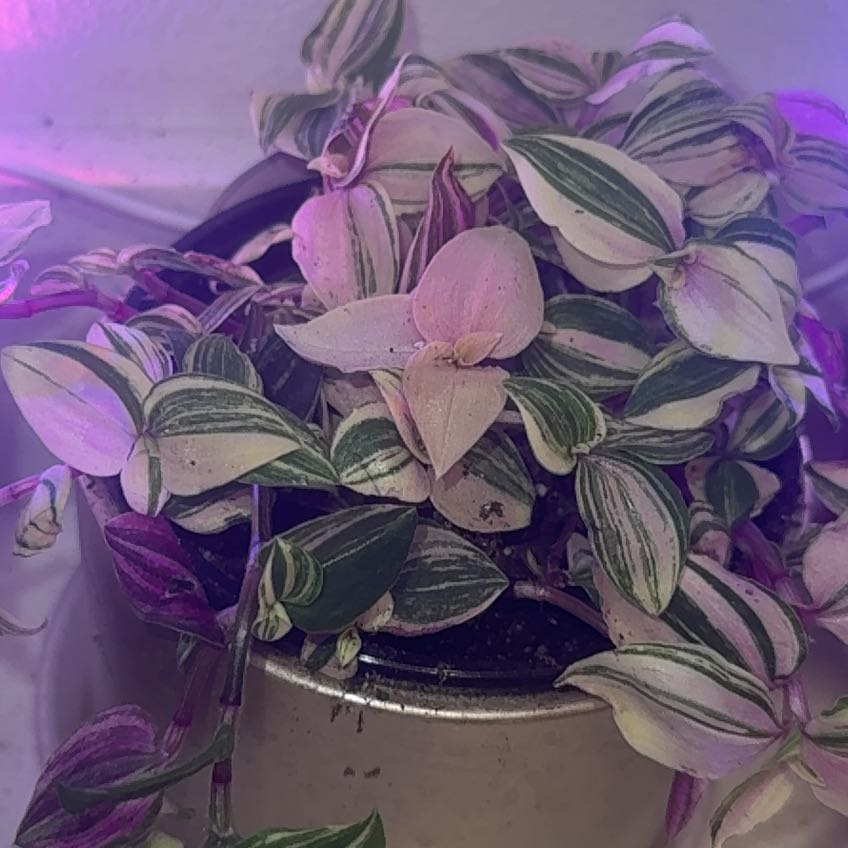 Photo of the plant species Tricolor Rainbow Tradescantia by @PotentPecan named Rainbow P on Greg, the plant care app