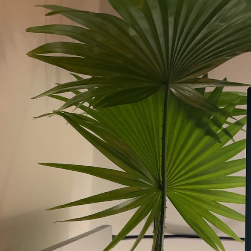 Photo of the plant species Fan Palm by @ClearcutIvy named Ana on Greg, the plant care app