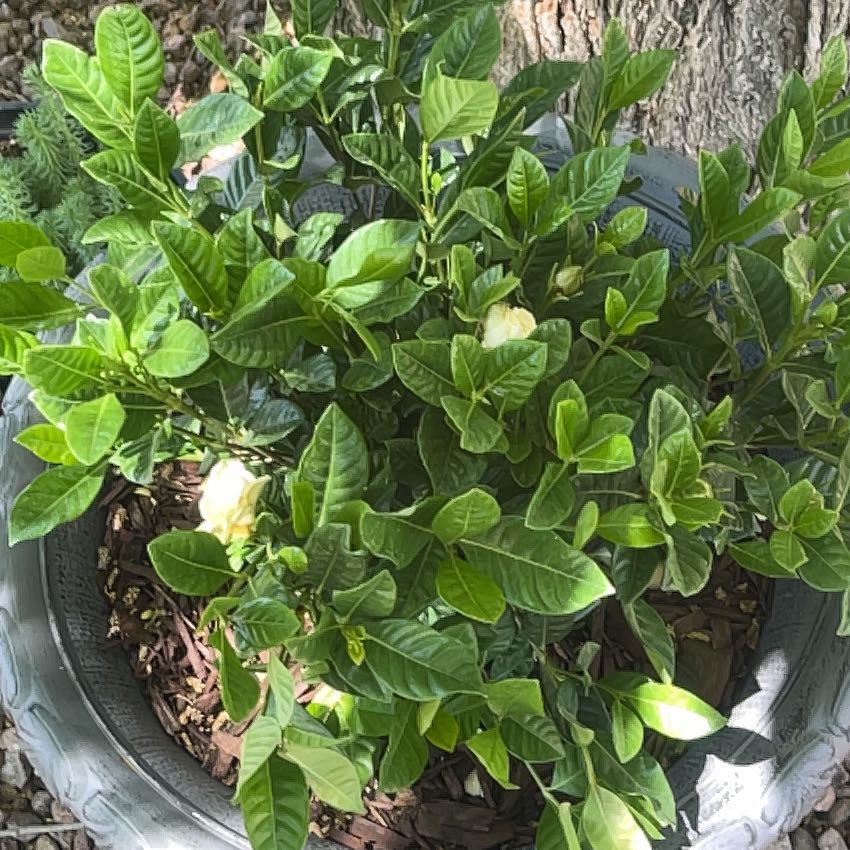 Photo of the plant species Gardenia augusta Magnifica by @SmileySilvergum named Beckham on Greg, the plant care app