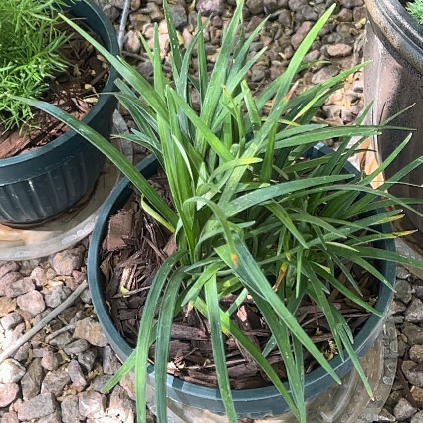 Photo of the plant species Creeping lilyturf by @SmileySilvergum named Kobe on Greg, the plant care app