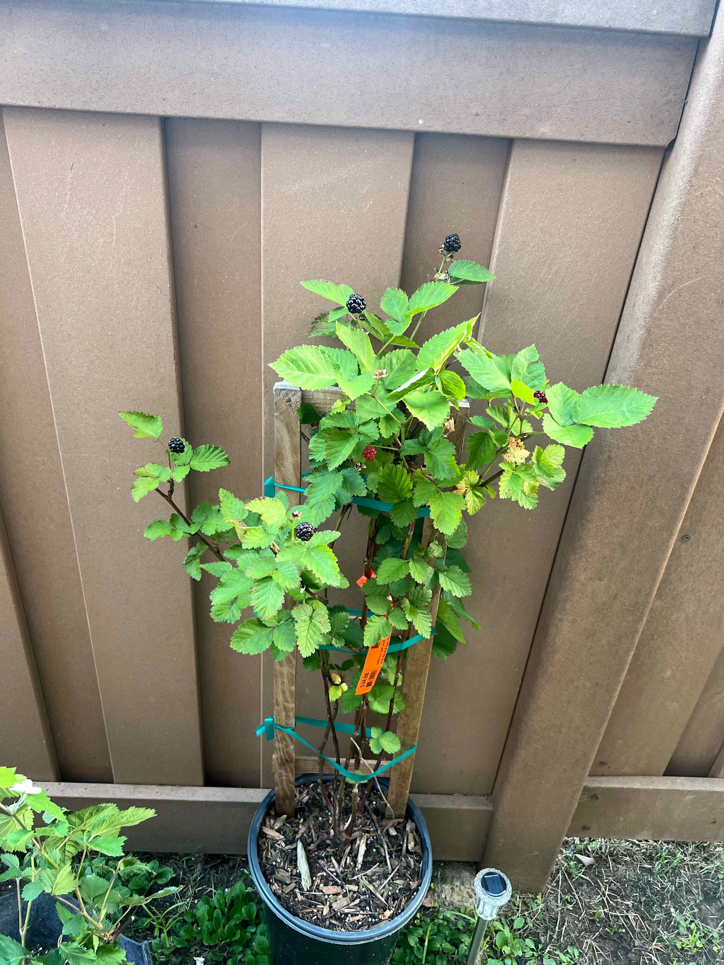 how to tell if raspberry plant is dead