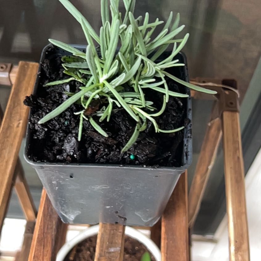 Photo of the plant species Lavender 'Phenomenal' by @Mcgreenthumb named Sir Plancelot on Greg, the plant care app