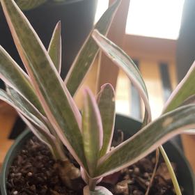 Photo of the plant species Variegated Silver Squill by @Mcgreenthumb named Athena on Greg, the plant care app