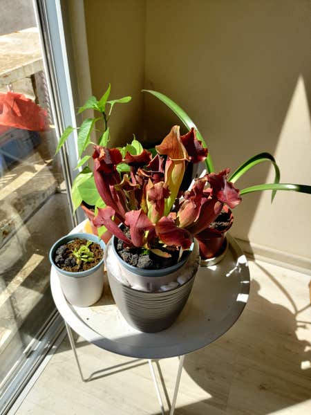 Photo of the plant species Maroon Pitcher Plant by @YokeTreeviolet named Treeyoncé on Greg, the plant care app