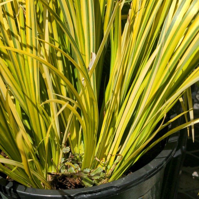 Photo of the plant species Creeping lilyturf by @VeteranWasabi named Sanders on Greg, the plant care app