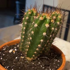 Baseball Cactus plant
