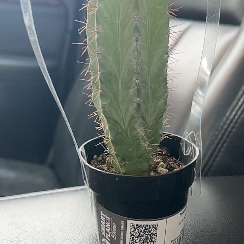Polaskia chichipe cactus in a small pot, healthy and well-framed.