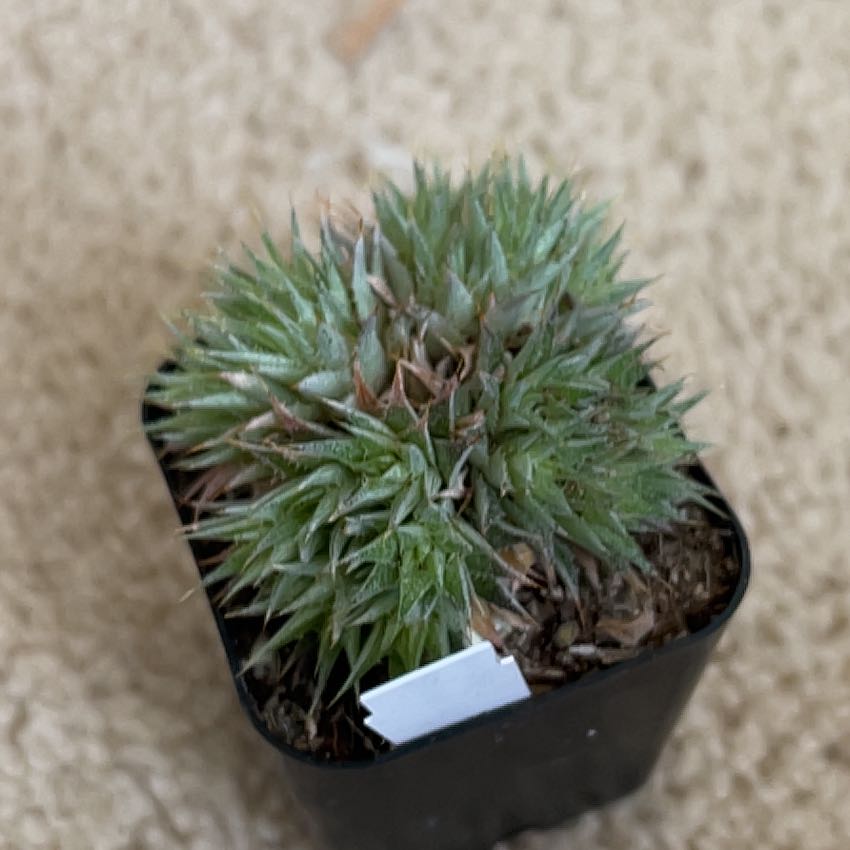 Photo of the plant species Deuterocohnia brevifolia by @VipCaperspurge named Daphne on Greg, the plant care app