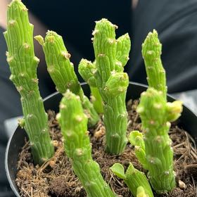 Photo of the plant species Monadenium ellenbeckii by @VipCaperspurge named Gates on Greg, the plant care app