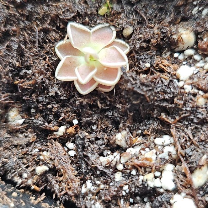 Photo of the plant species Pinguicula ehlersiae by @BlissfulAster named Taylor Swift on Greg, the plant care app