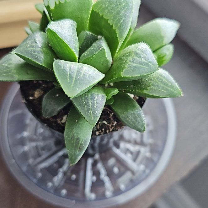 Photo of the plant species Haworthia mirabilis var. mundula by @BlissfulAster named Pax on Greg, the plant care app