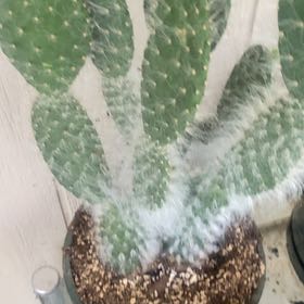 Photo of the plant species Old Man Prickly-pear by @ExoticCatasetum named Kobe on Greg, the plant care app