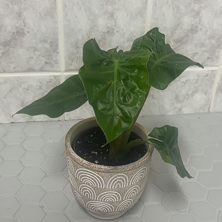 Alocasia 'Low Rider' plant in a decorative pot with healthy green leaves.