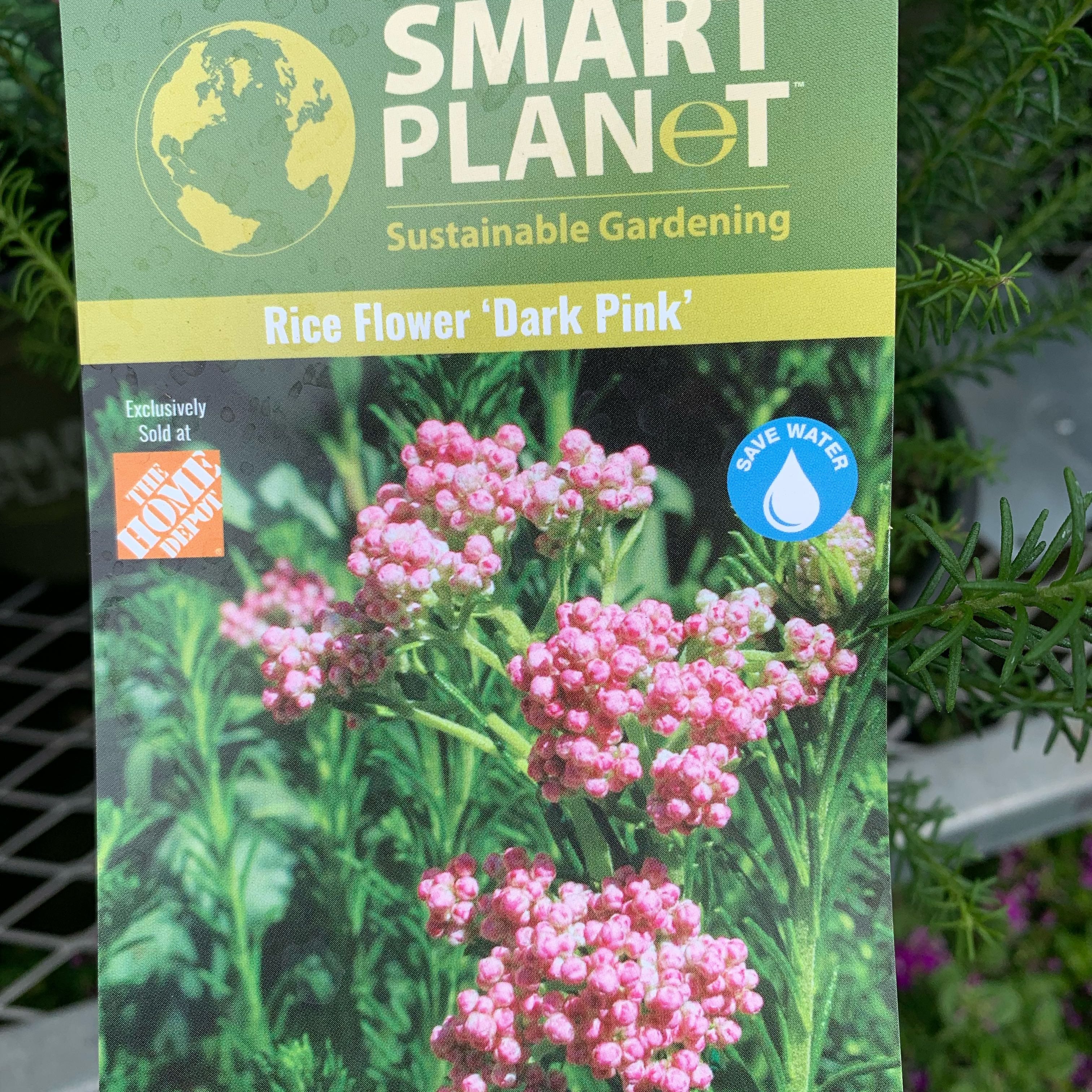 Photo of the plant species Riceflower by @YiftIndianhemp named Outdoor on Greg, the plant care app