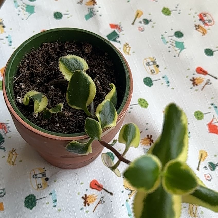 Photo of the plant species Variegated Trailing Jade Plant by @LaudableRedwood named Tupot amaroot on Greg, the plant care app