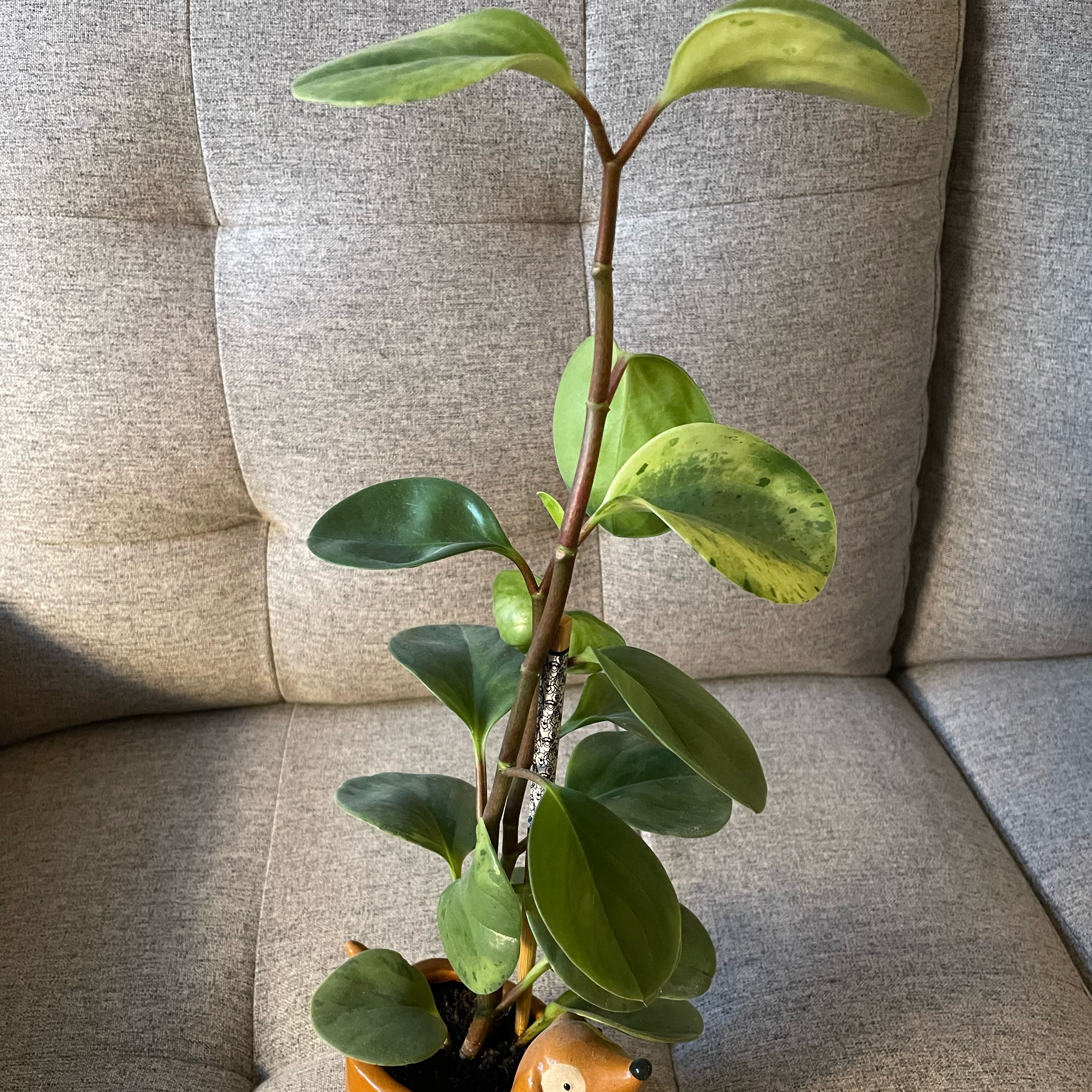 Leaf Erickson