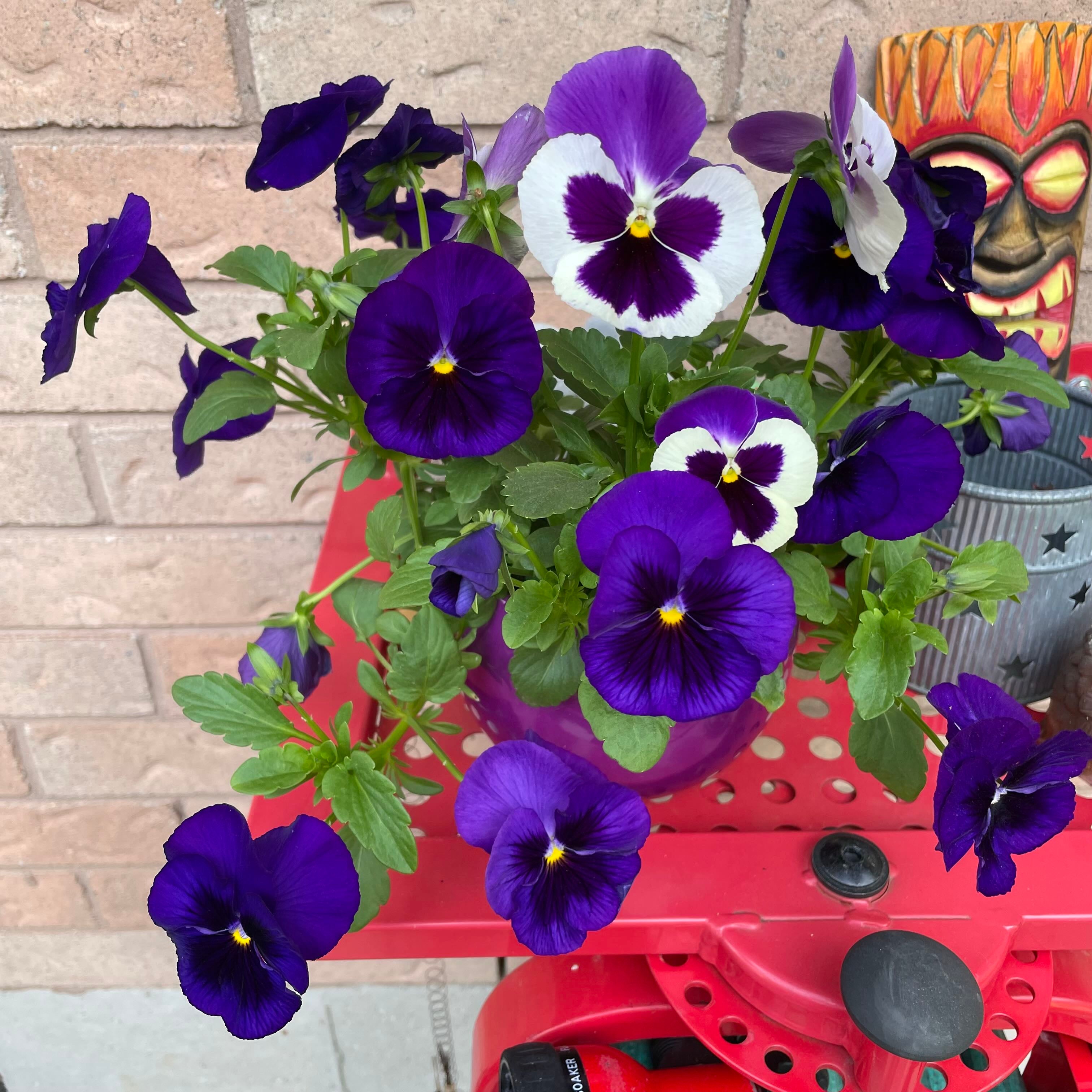 How Often Do I Need to Water My PrimroseLeaf Violet?