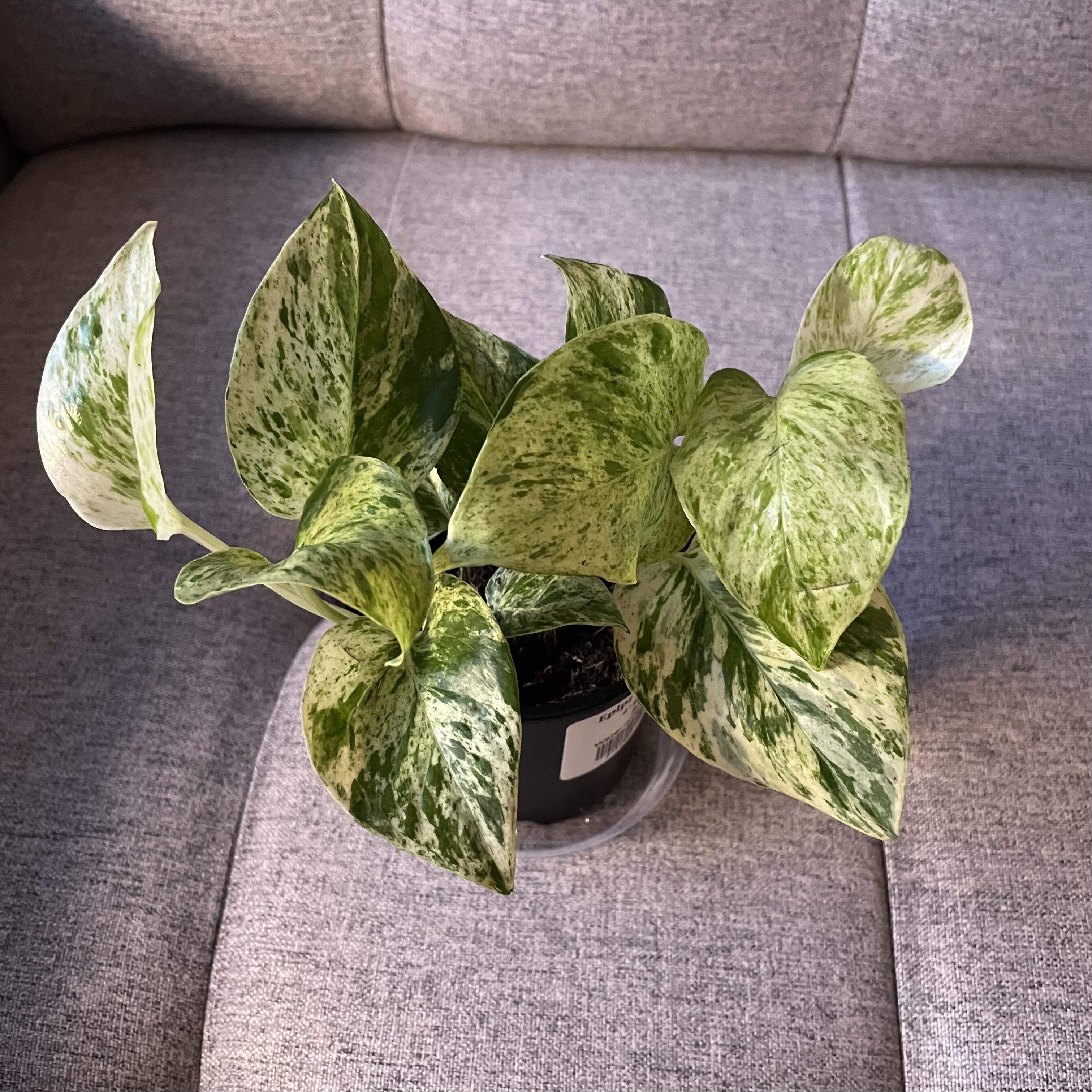 Photo of the plant species Thai Pothos by @sara5319 named Vito on Greg, the plant care app