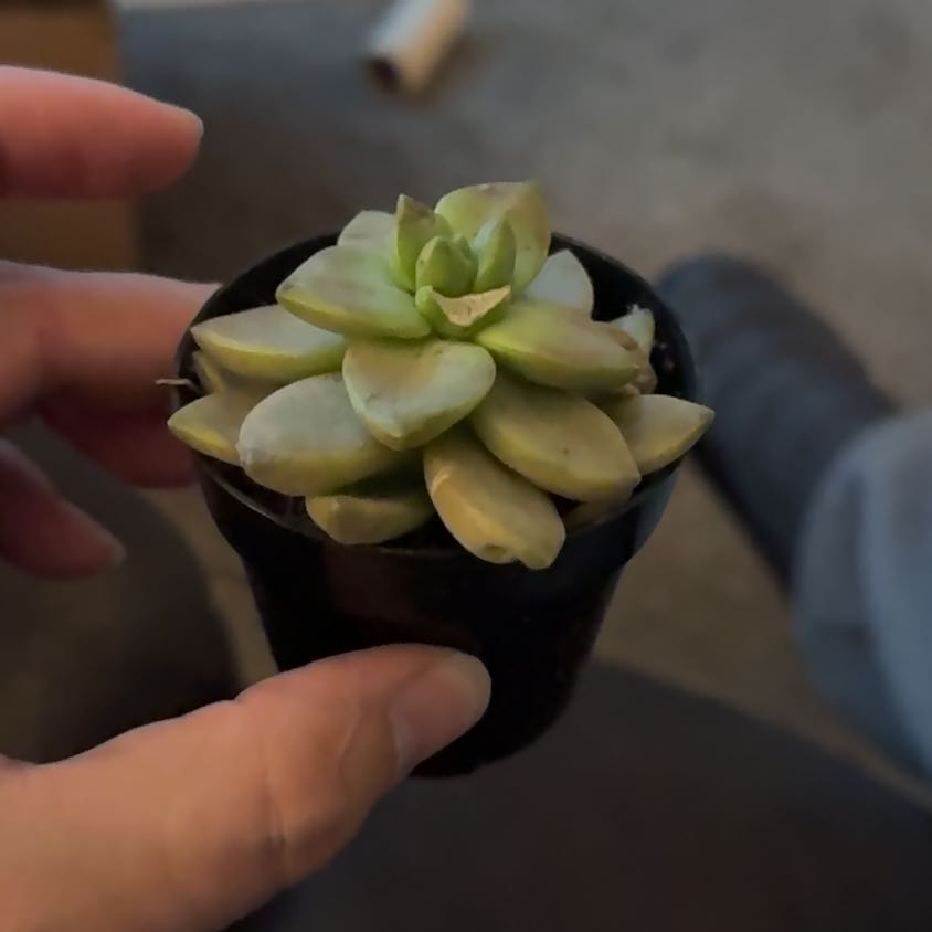 Photo of the plant species Graptosedum 'Sunsplash' by @CopaceticPlain named Ronaldo on Greg, the plant care app
