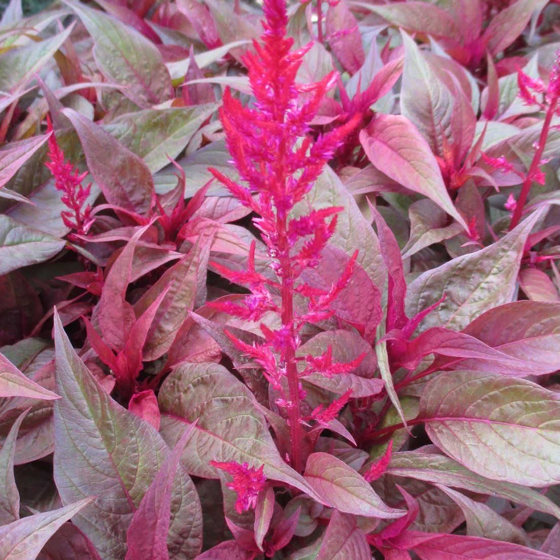 Dragon's Breath Celosia plant with vibrant red and pink foliage and flowers.