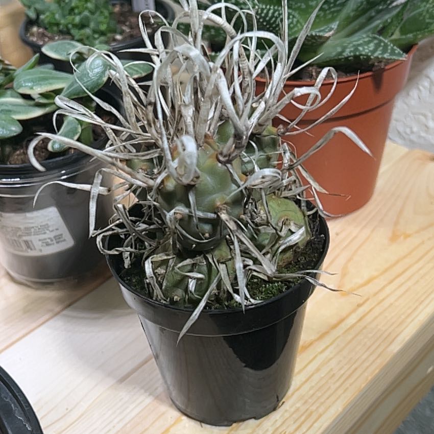 Photo of the plant species paper spine cactus by @ModestOrchid named Kardashian on Greg, the plant care app