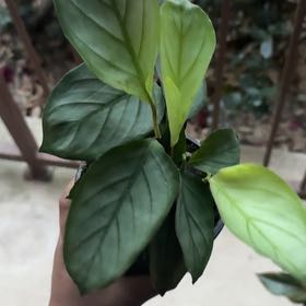 Photo of the plant species Grey Star by @CaribbeanCanela named Gregarious on Greg, the plant care app