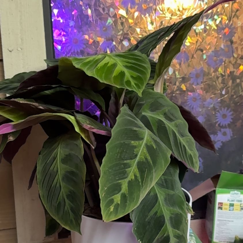 Photo of the plant species Calathea WARSCEWICZII by @CaribbeanCanela named Navajo on Greg, the plant care app