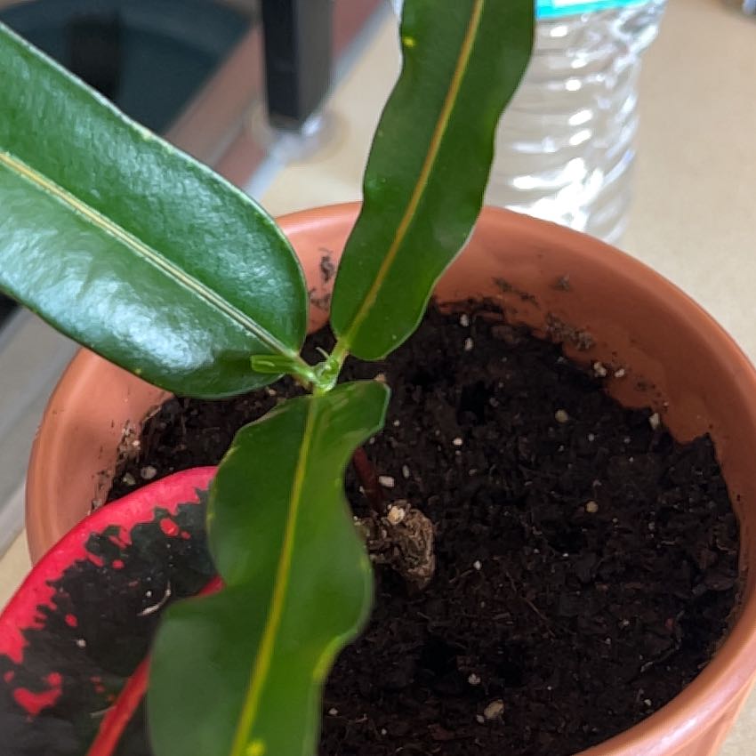 Photo of the plant species Croton Burning Bush by @xoxoshibs named Waverly on Greg, the plant care app