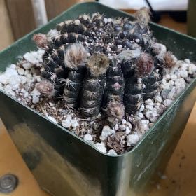 Photo of the plant species Spider Web Cactus by @GentleBacchus named Achilles on Greg, the plant care app