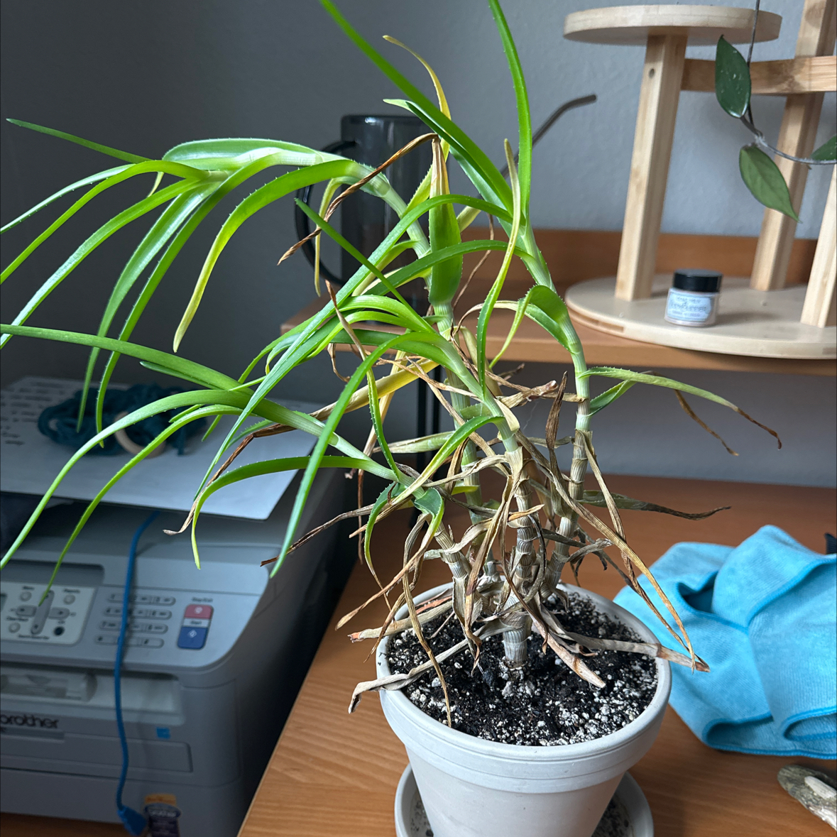 Photo of the plant species Hardy Aloe by @WiseAnchistea named Alejandra on Greg, the plant care app