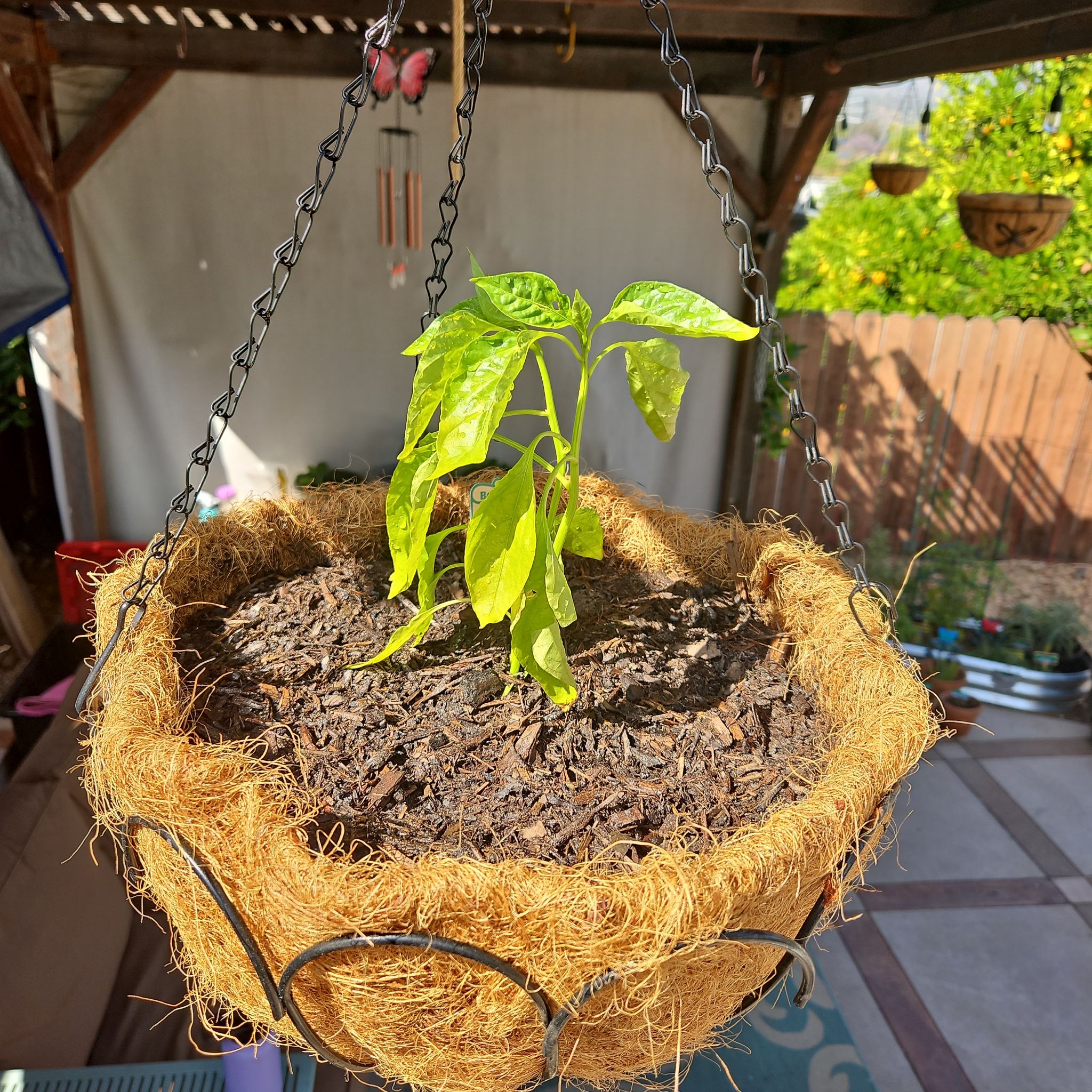Young Banana Pepper plant in a hanging basket with some yellowing leaves and visible soil.