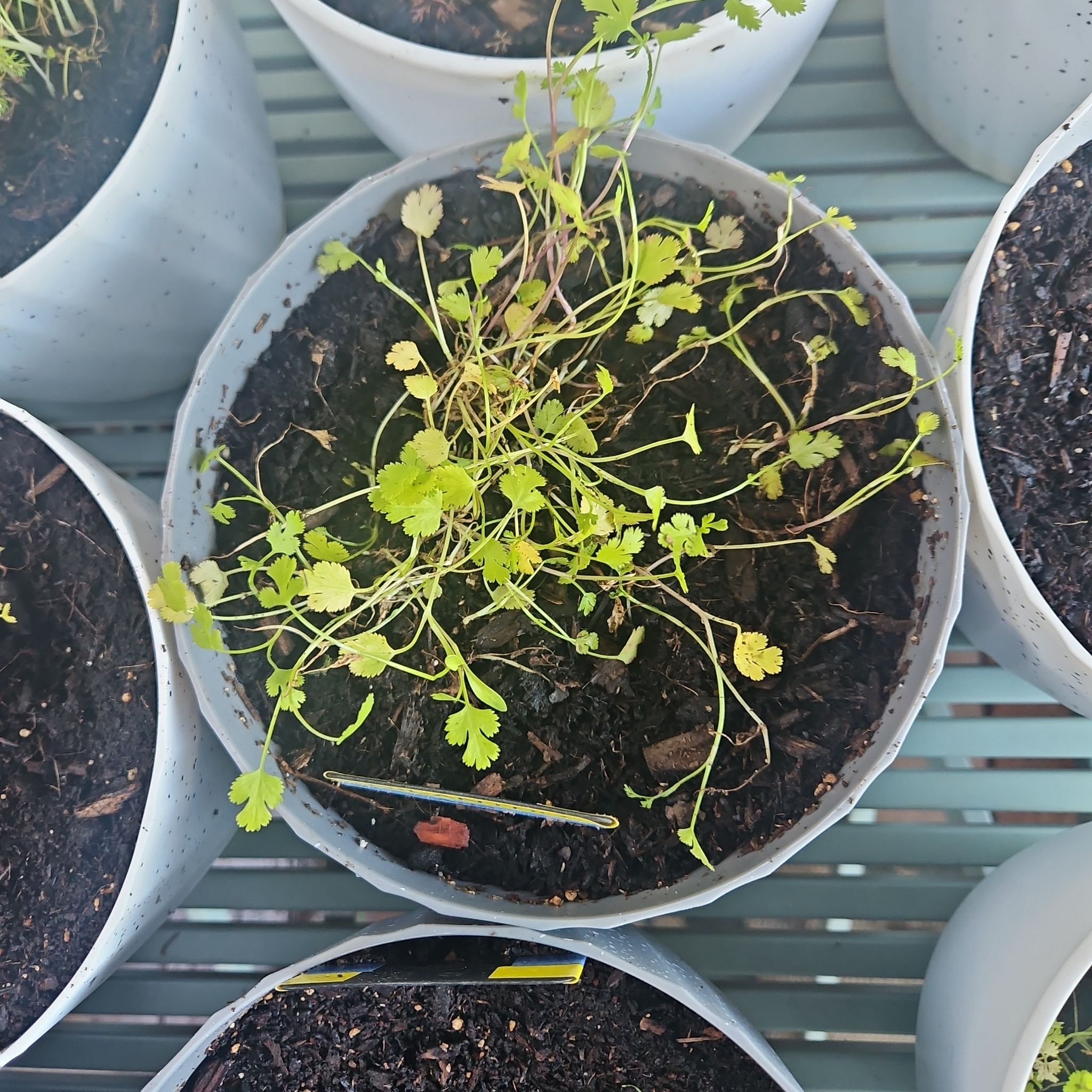 Photo of the plant species Cilantro 'Commander' by @HipAmaumaufern named Aria on Greg, the plant care app
