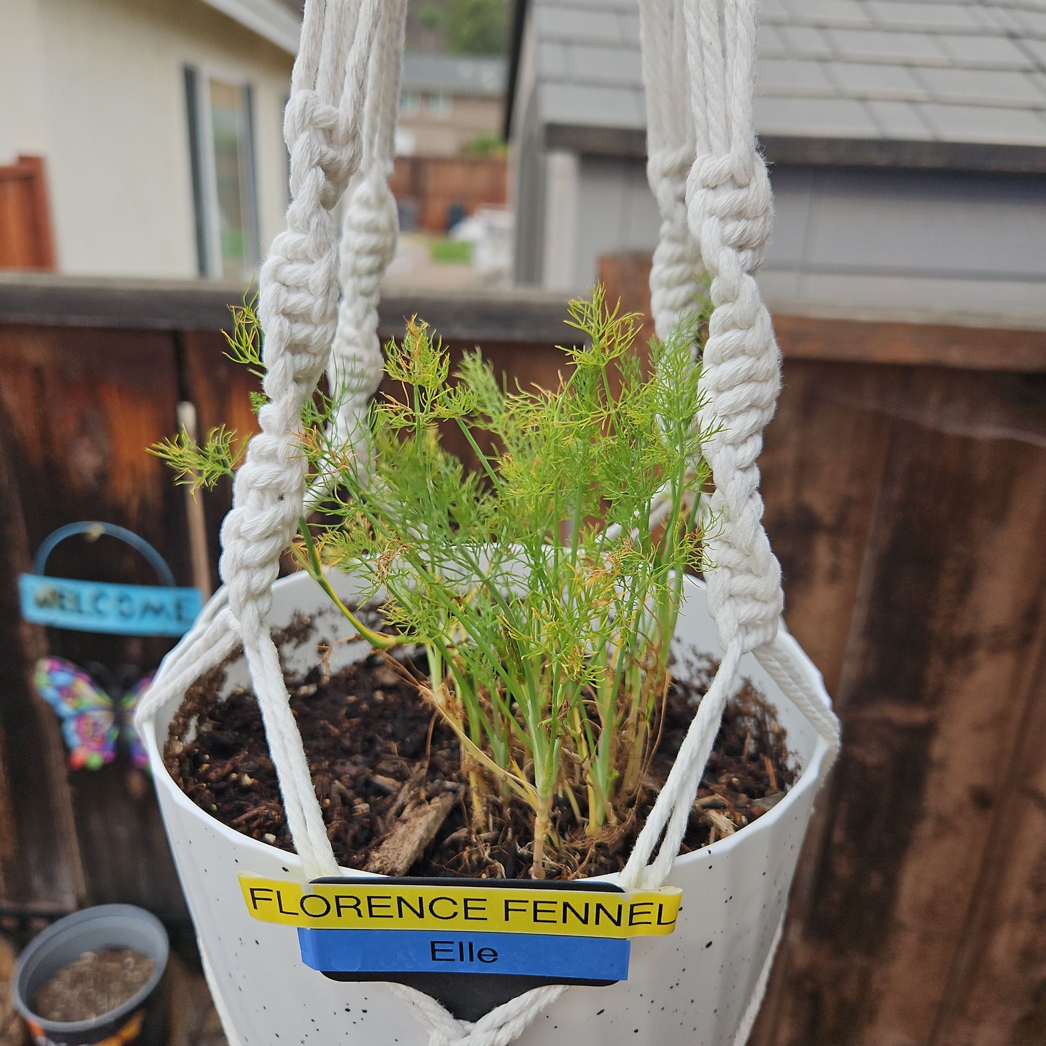 Photo of the plant species Florence Fennel by @HipAmaumaufern named Elle on Greg, the plant care app