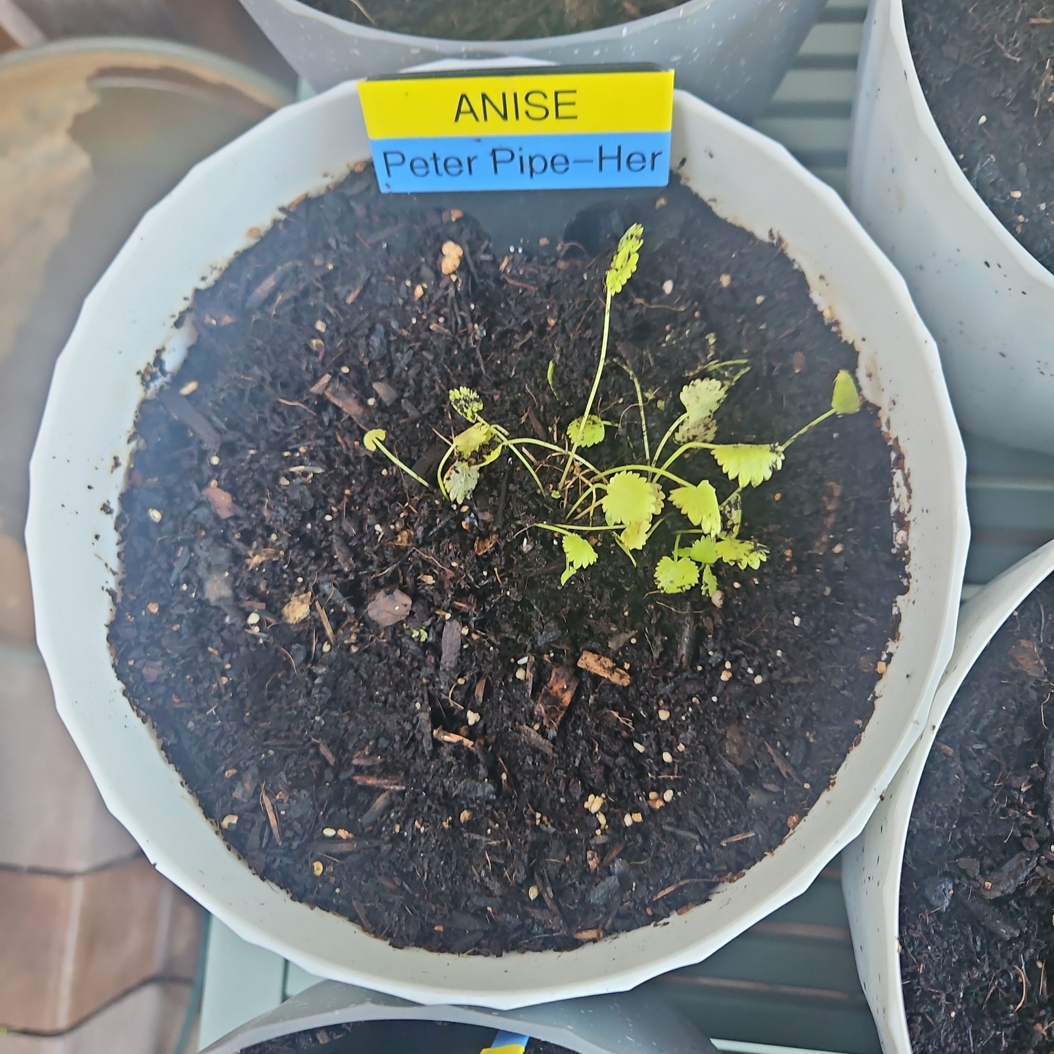 Photo of the plant species Anise by @HipAmaumaufern named Peter Pipe-Her on Greg, the plant care app