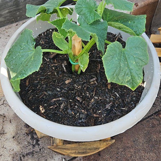 Plant care for Japanese Juniper Bonsi on Greg, the plant care app