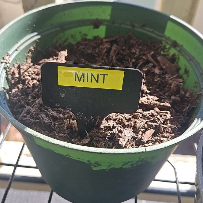 Photo of the plant species Wild Mint by @HipAmaumaufern named James Dean on Greg, the plant care app