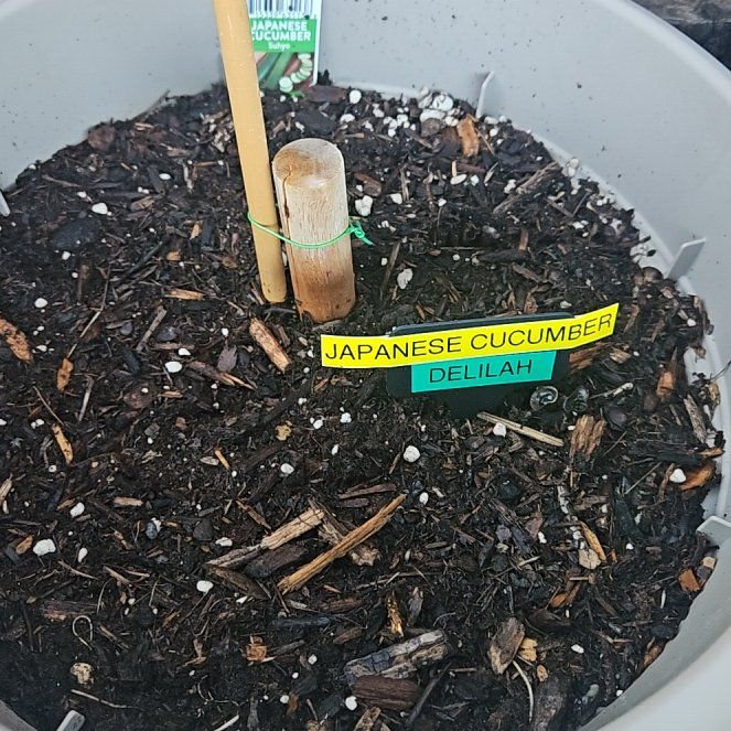 Photo of the plant species Japanese Cucumber by @HipAmaumaufern named Delilah on Greg, the plant care app