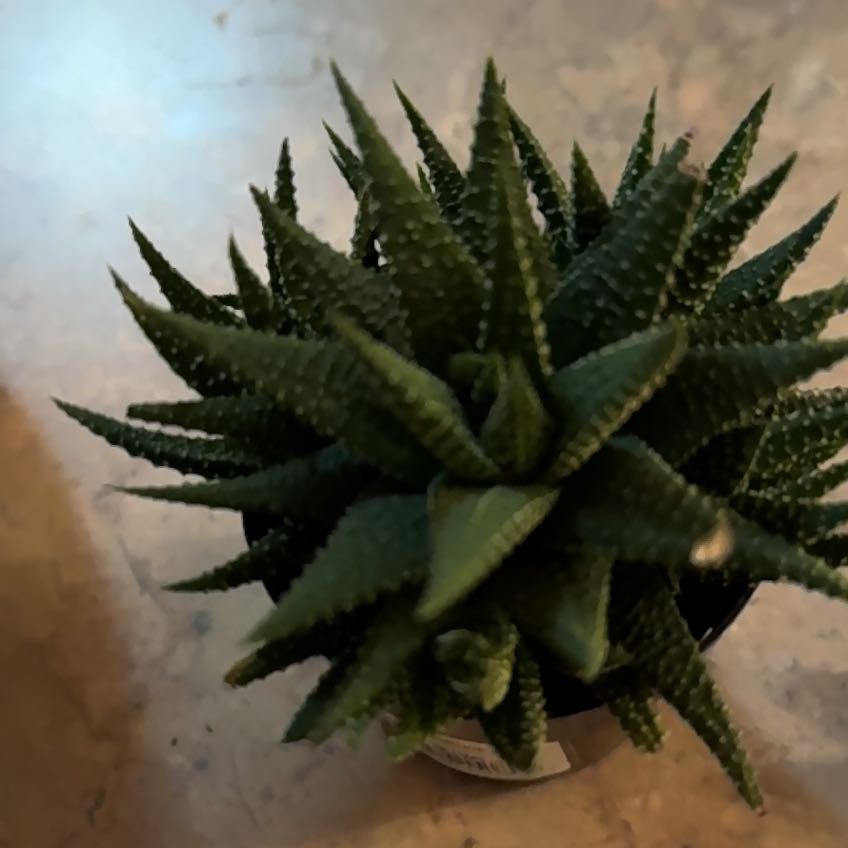 Photo of the plant species Haworthia fasciata 'Universe' by @ChiefBlacksage named Athena on Greg, the plant care app