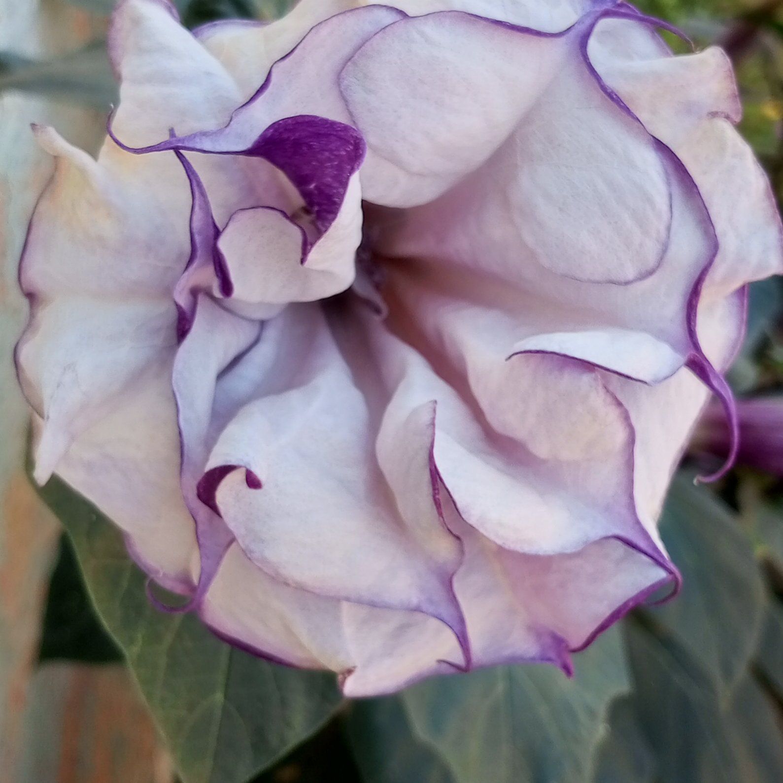 Close-up of a Devil's Apple flower with light purple petals and darker purple edges.