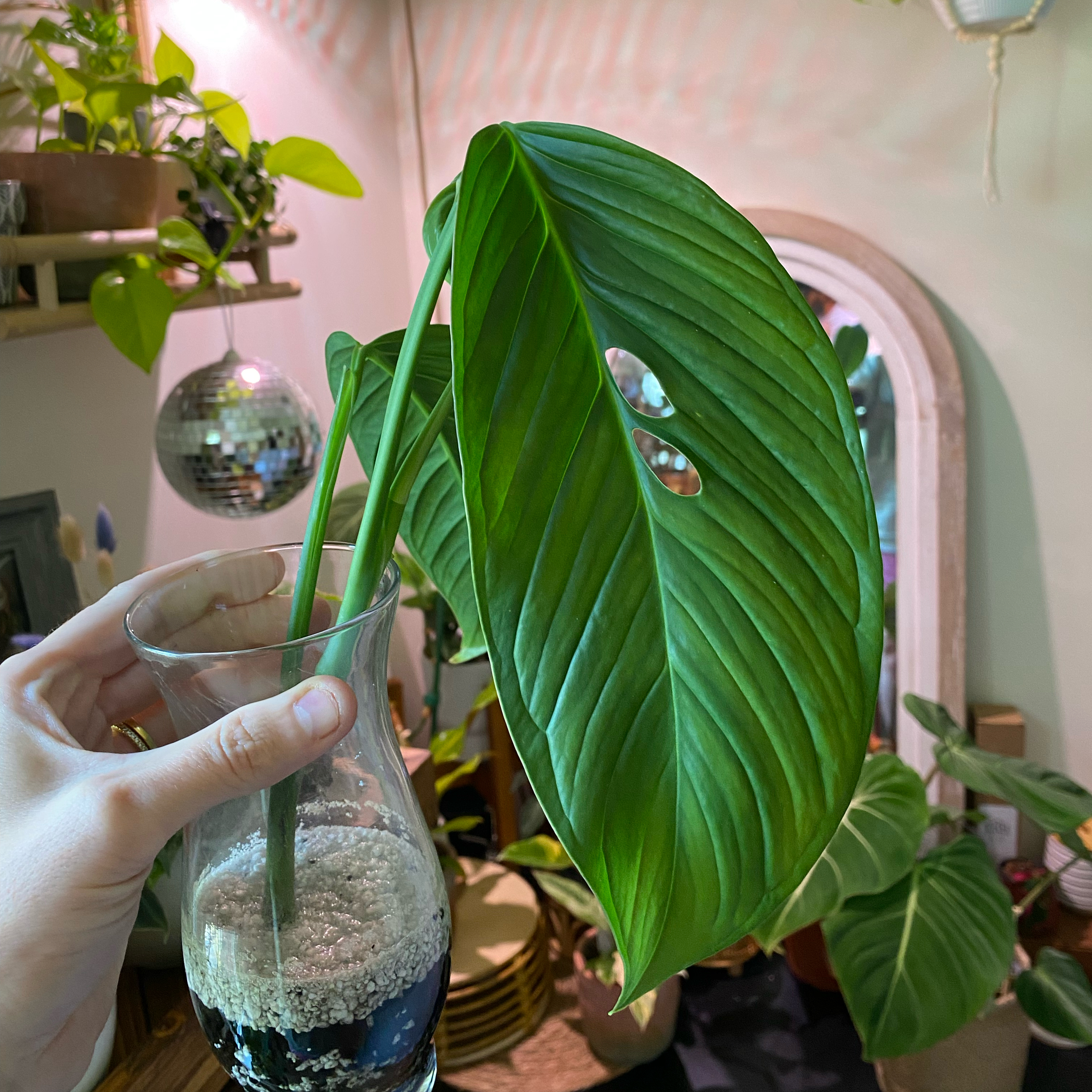 Monstera lechleriana plant with healthy green leaves in a glass container, held by a hand.