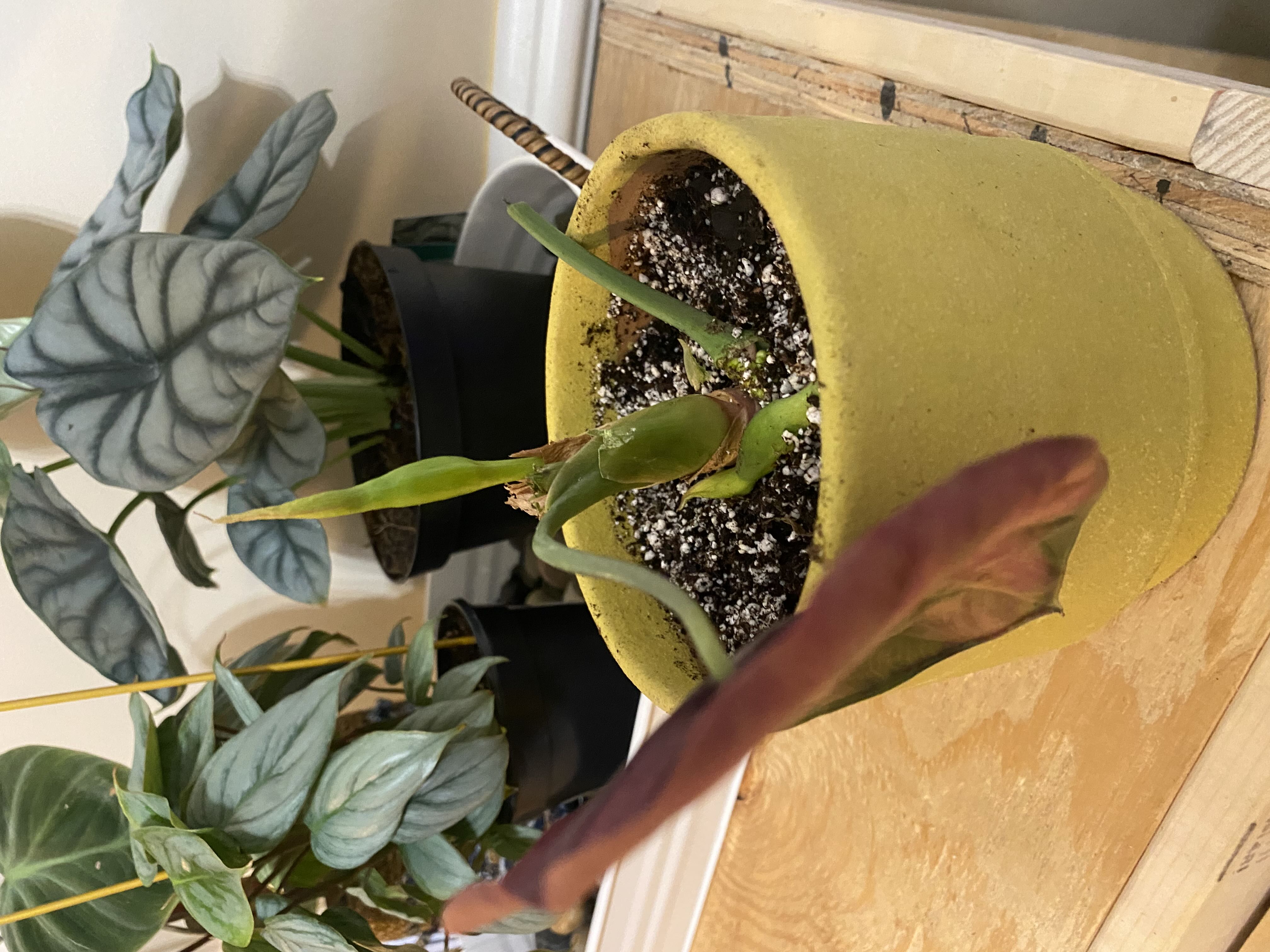 Photo from the post